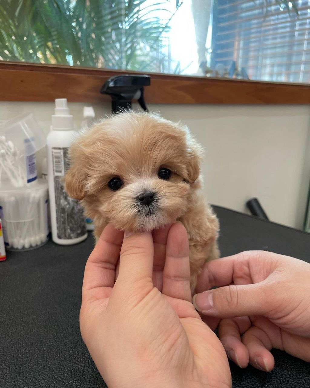 Amazing Maltipoo Puppies for sale