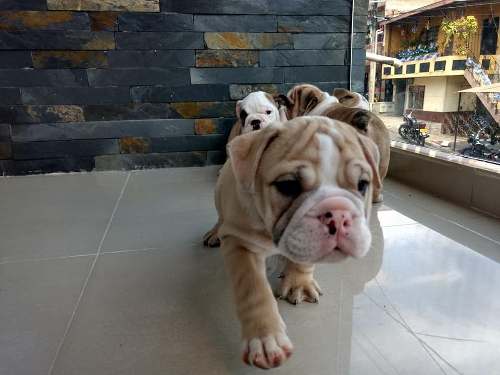 Lovely English Bulldog puppies