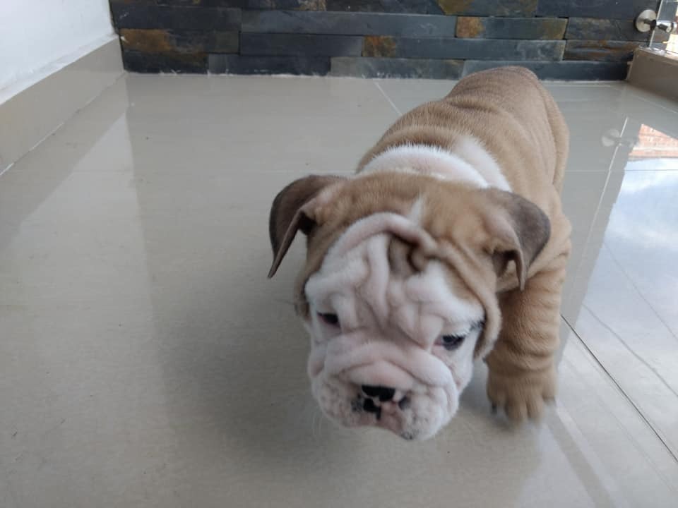 Lovely English Bulldog puppies