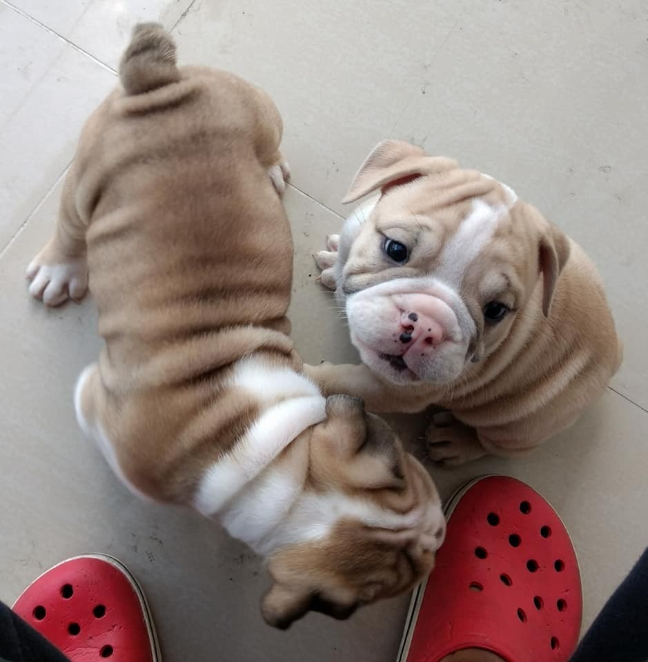 Lovely English Bulldog puppies