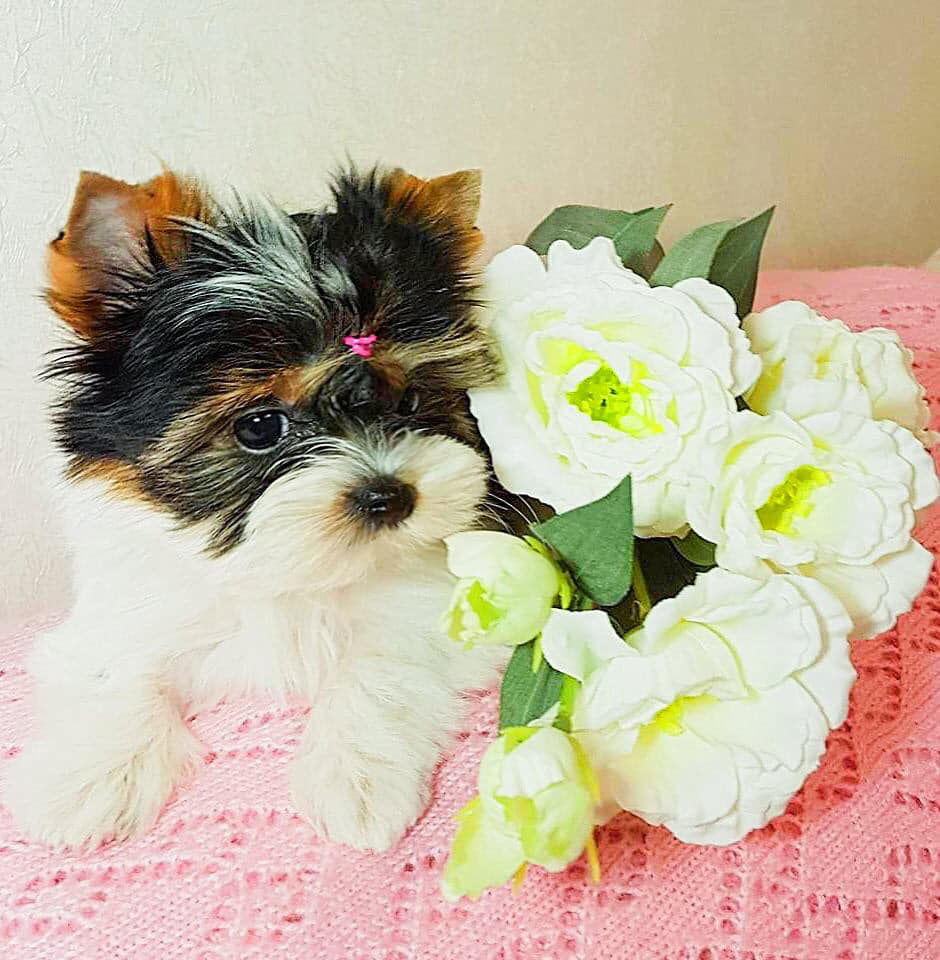 Excellent Yorkie*Puppies READY! Text/Call (830) 282-6225