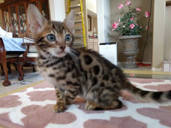 Pennysaver Bengal Cats For Sale In Fayette Pennsylvania Usa