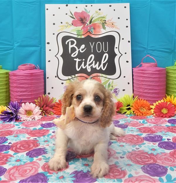 Lilly is such a sweetheart! Take her home with you today!