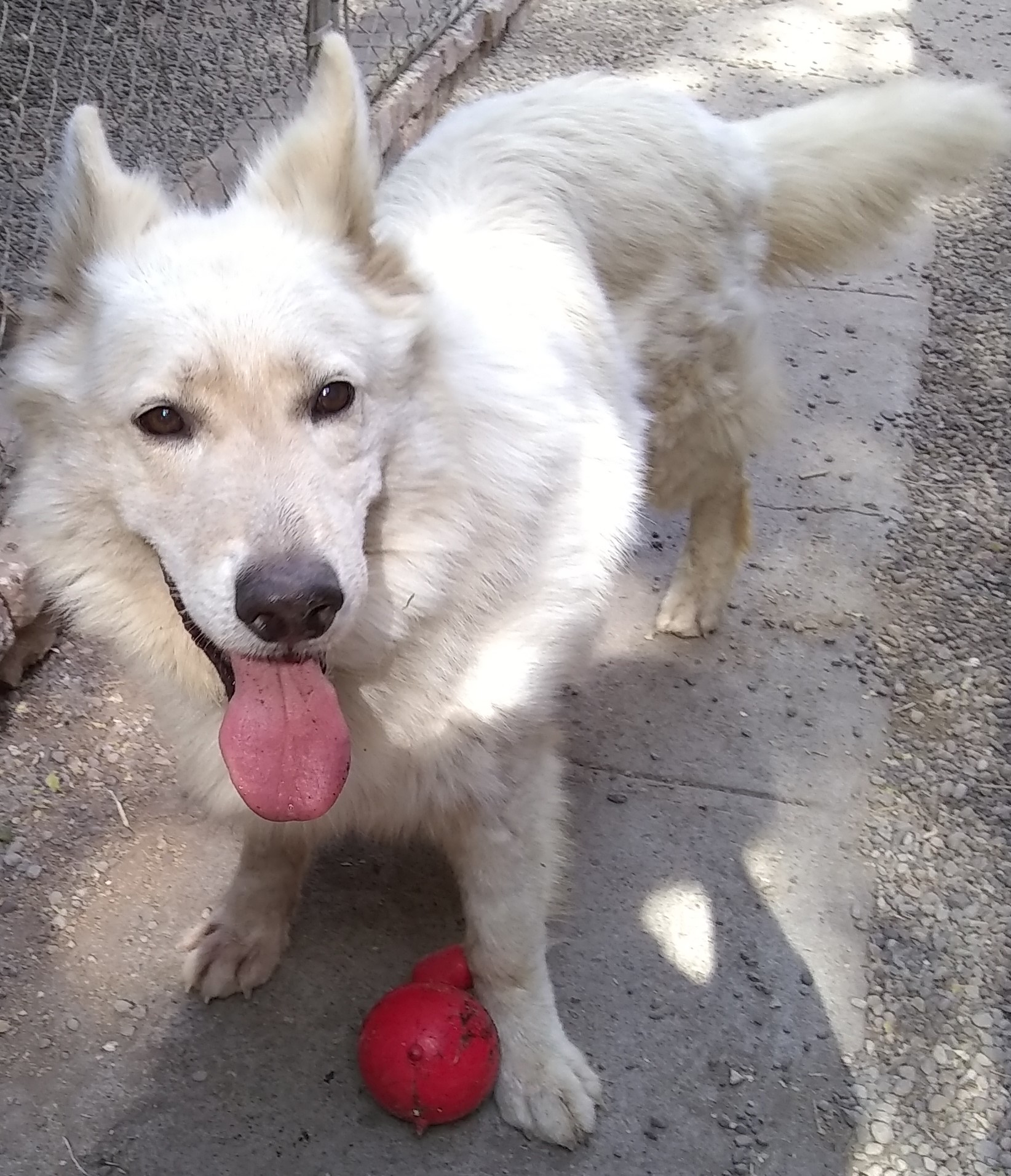 White German Shepherd Puppies $500