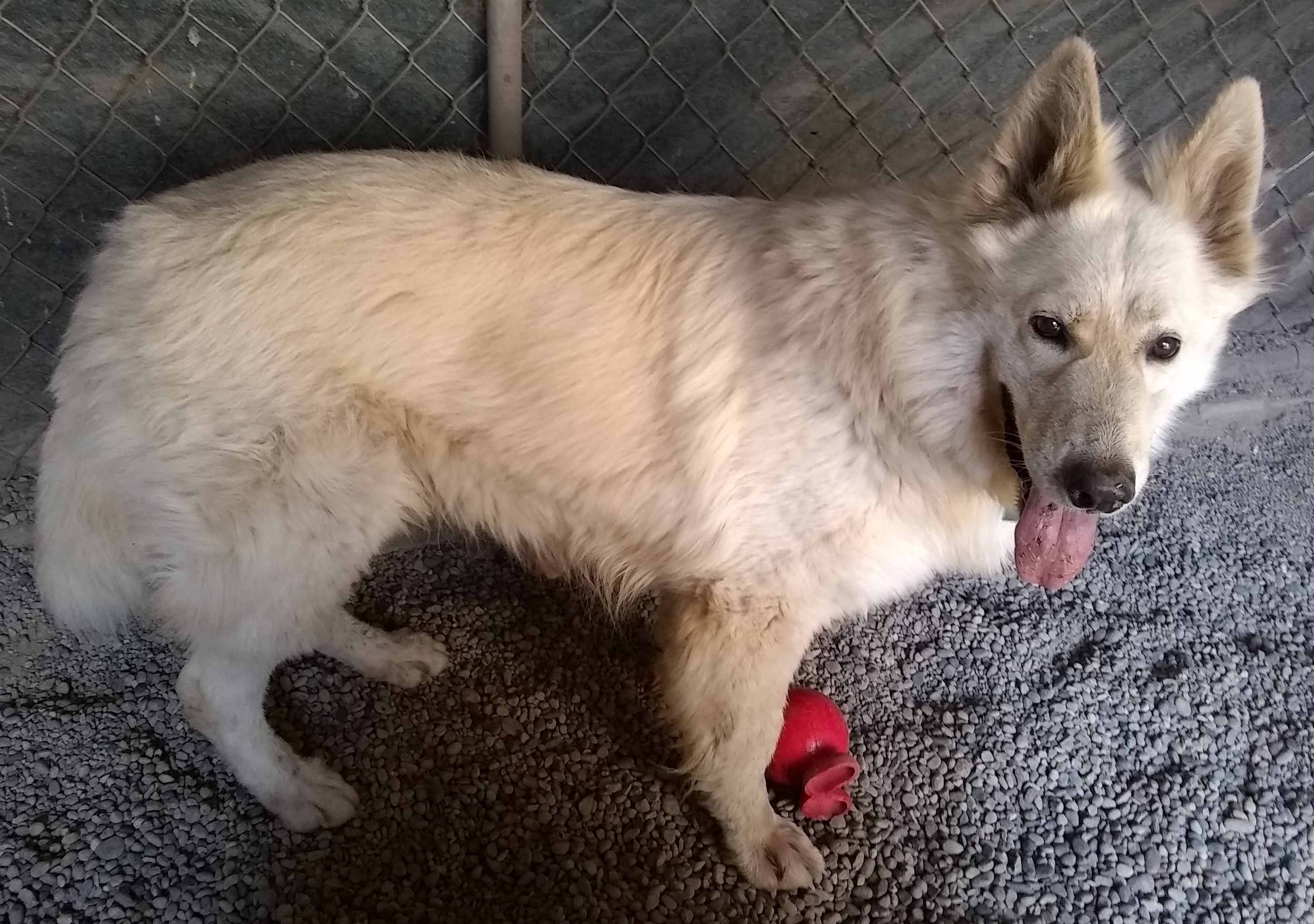 White German Shepherd Puppies $500