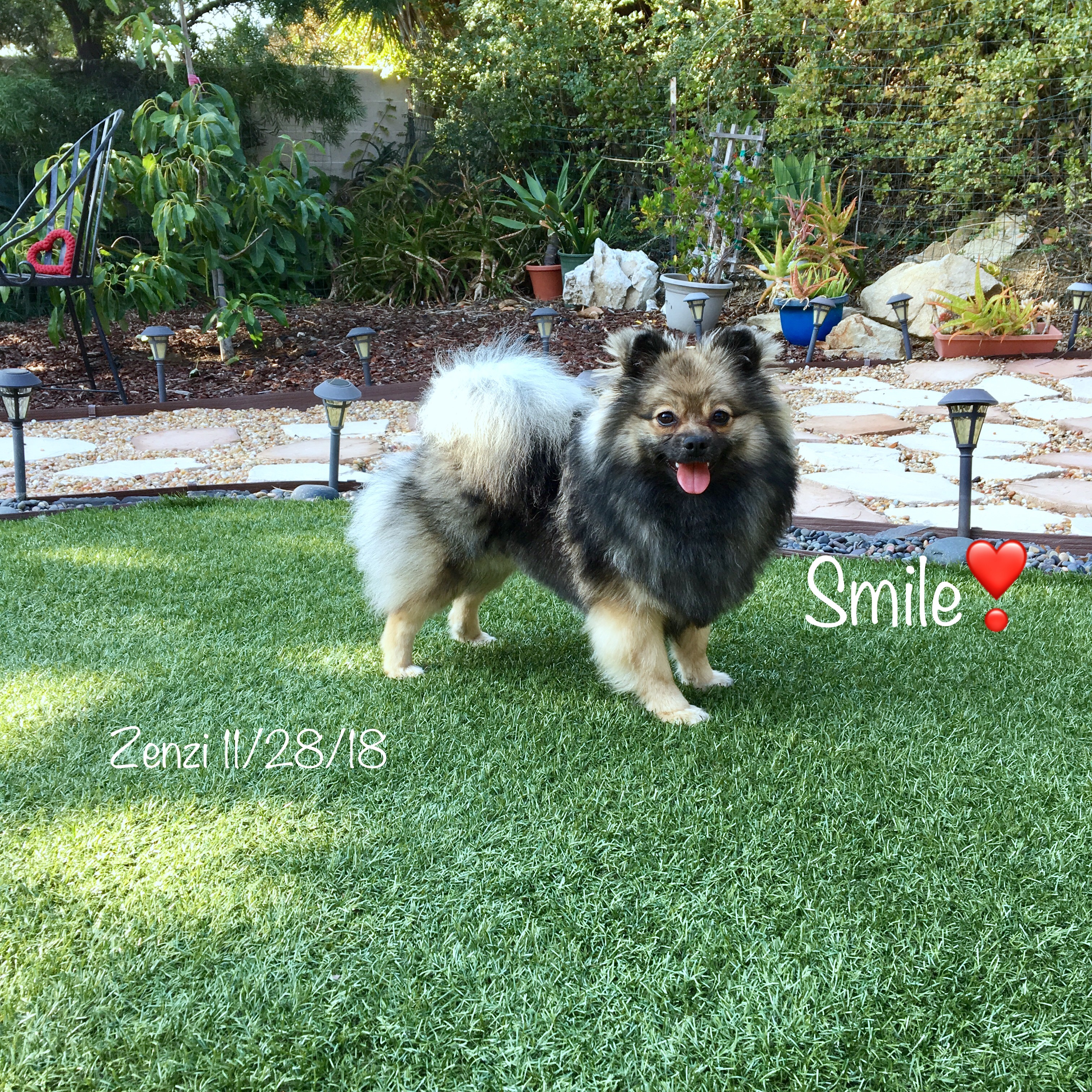 Rare Wolf Sable Pomeranian