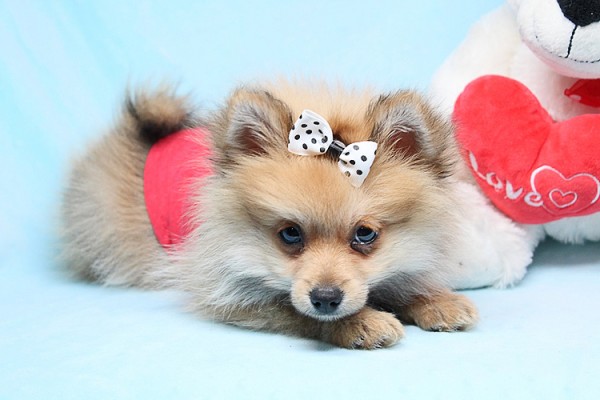 Cute and Tiny Teacup Pomeranians for Sale in Las Vegas! Financing and Shipping Available!