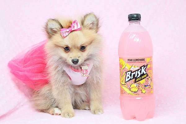 Cute and Tiny Teacup Pomeranians for Sale in Las Vegas! Financing and Shipping Available!