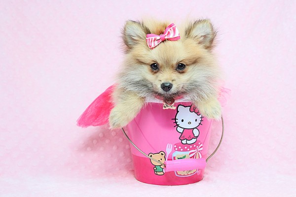 Cute and Tiny Teacup Pomeranians for Sale in Las Vegas! Financing and Shipping Available!