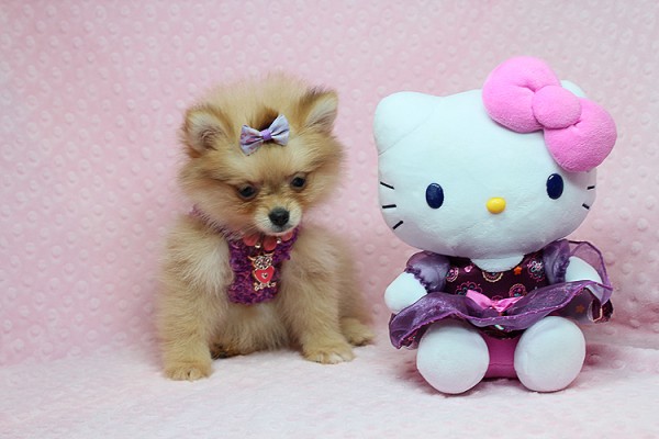 Cute and Tiny Teacup Pomeranians for Sale in Las Vegas! Financing and Shipping Available!