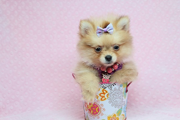 Cute and Tiny Teacup Pomeranians for Sale in Las Vegas! Financing and Shipping Available!