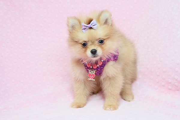 Adorable Teddy Bear Teacup Pomeranian Puppies For Sale in Las Vegas!