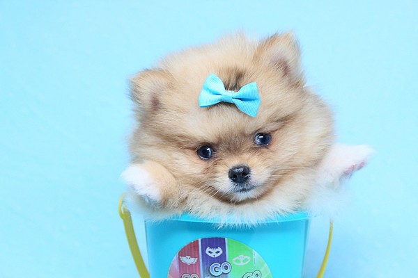 Adorable Teddy Bear Teacup Pomeranian Puppies For Sale in Las Vegas!