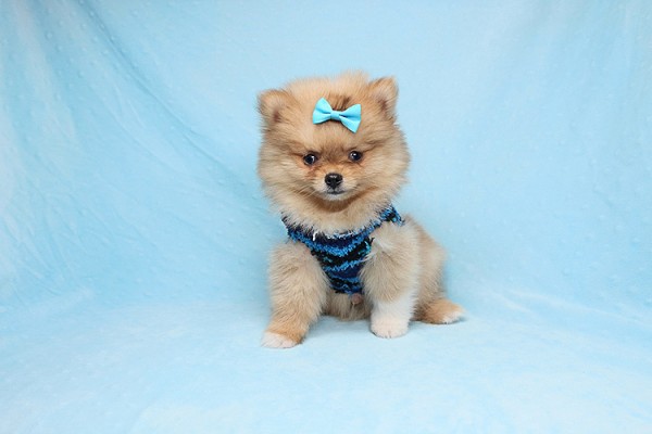 Adorable Teddy Bear Teacup Pomeranian Puppies For Sale in Las Vegas!