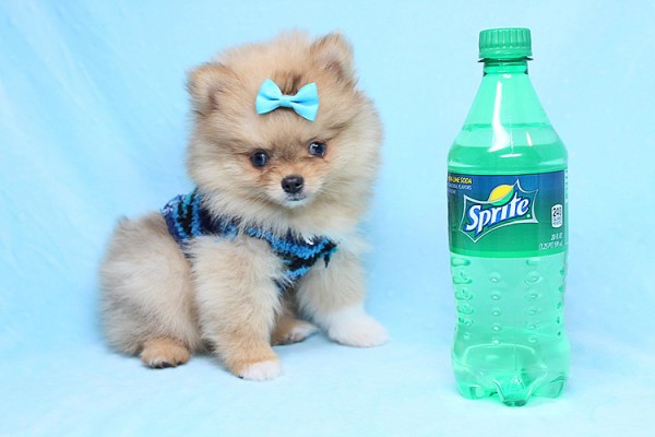 Adorable Teddy Bear Teacup Pomeranian Puppies For Sale in Las Vegas!