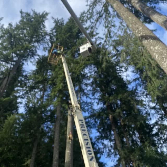 Earthworks Tree Service