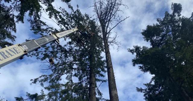 Earthworks Tree Service