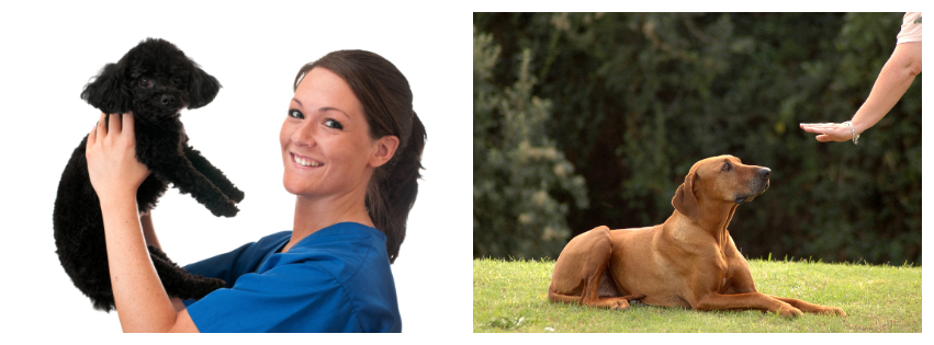 Angela Dog Grooming Pacifica