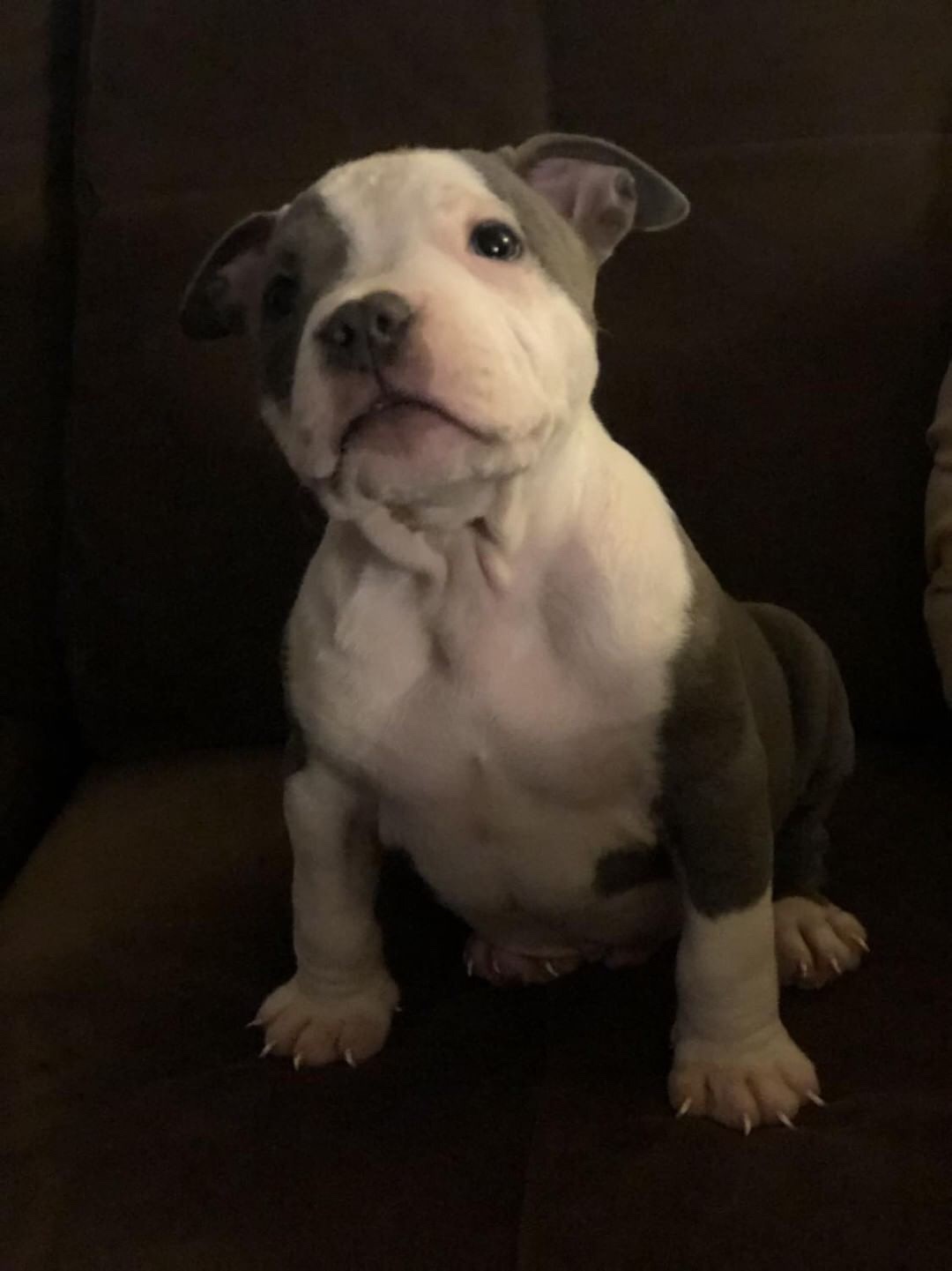 American Staffordshire Terrier Puppies