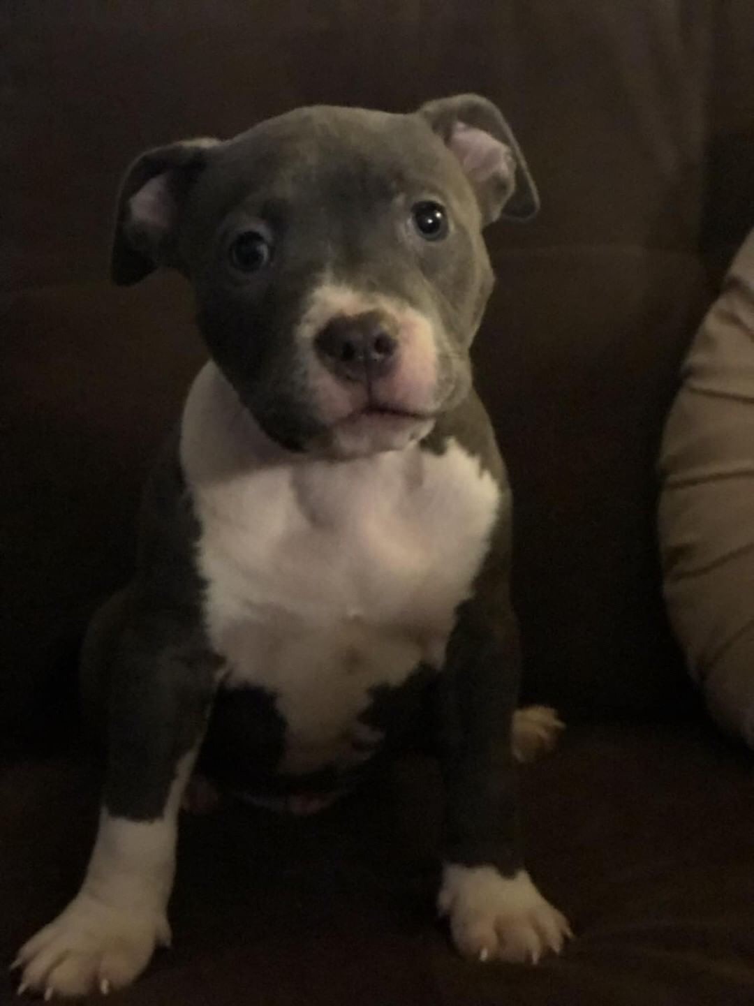 American Staffordshire Terrier Puppies