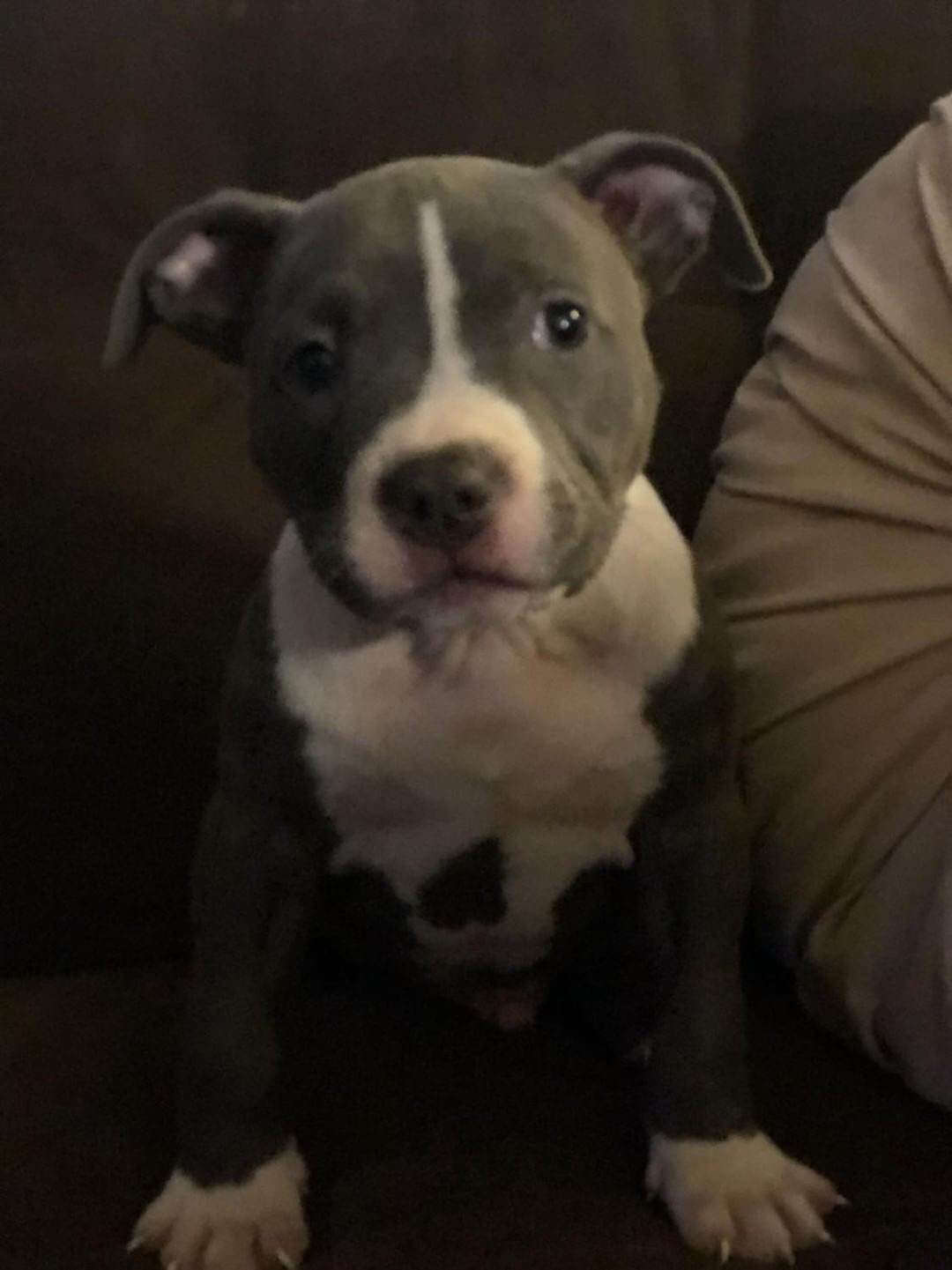 American Staffordshire Terrier Puppies