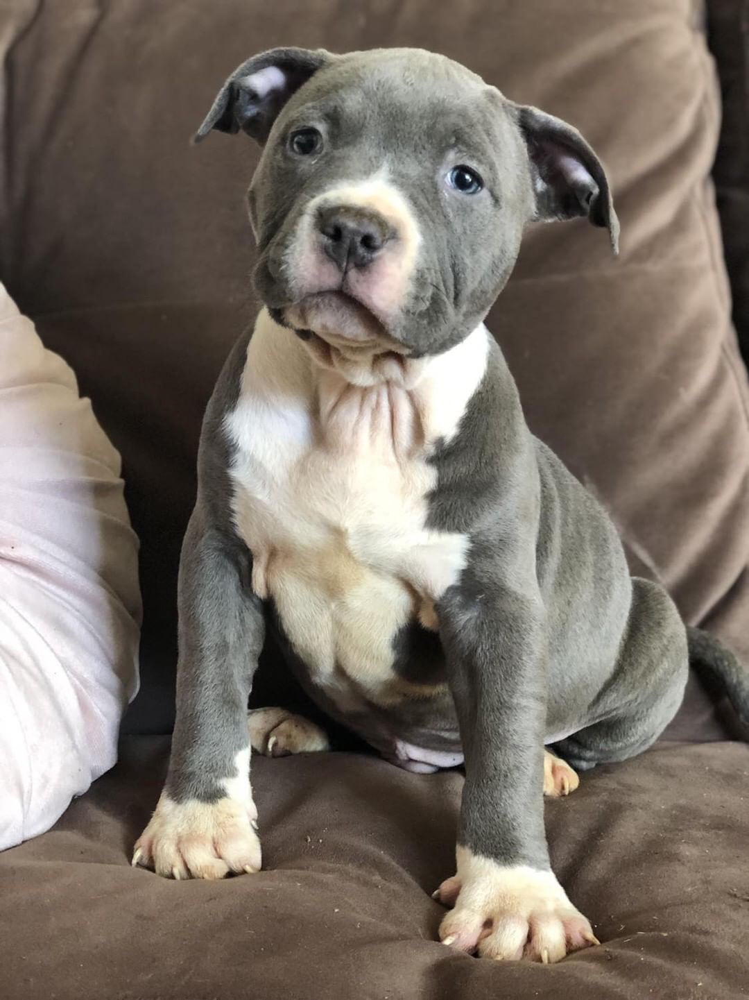 American Staffordshire Terrier Puppies