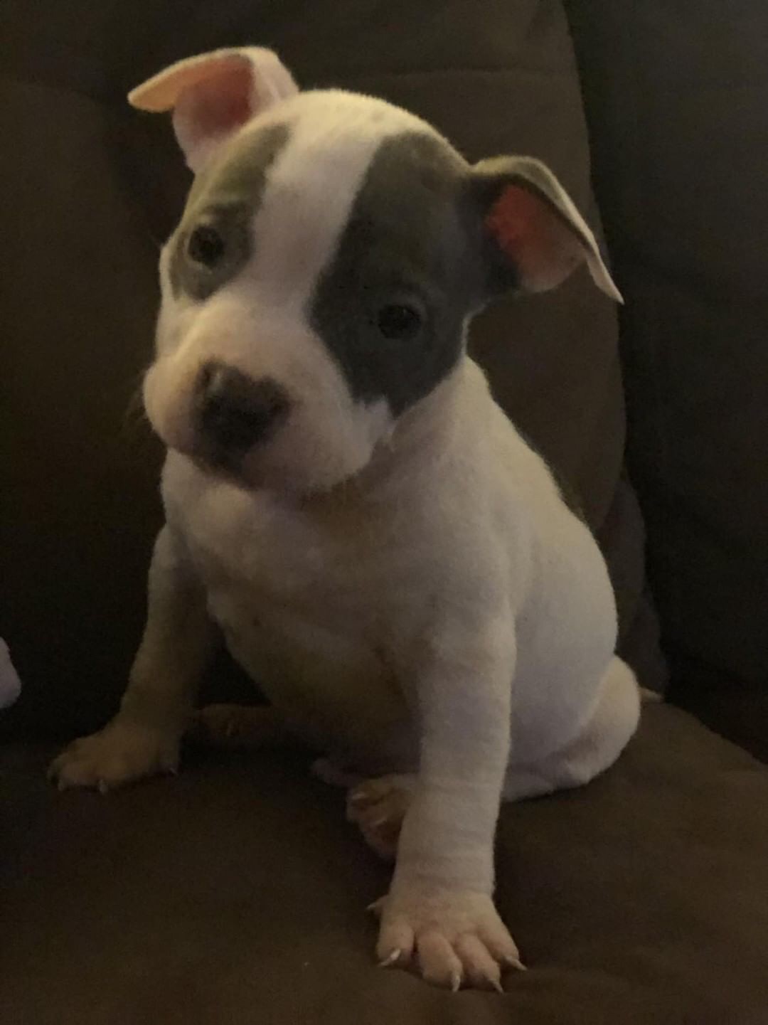 American Staffordshire Terrier Puppies