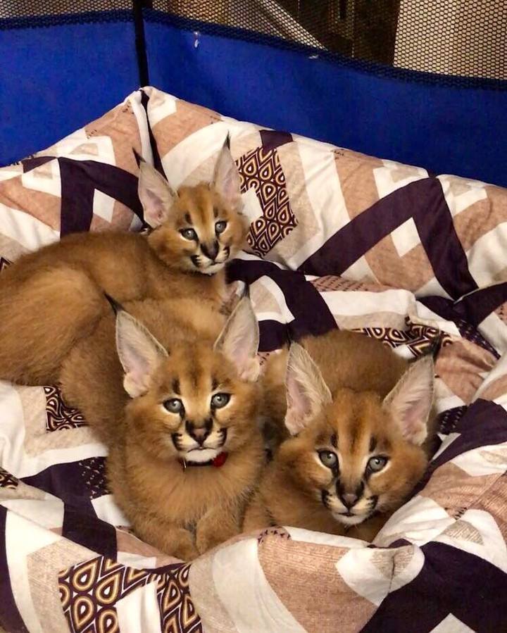 PennySaver | serval and caracal kittens for sale in ...