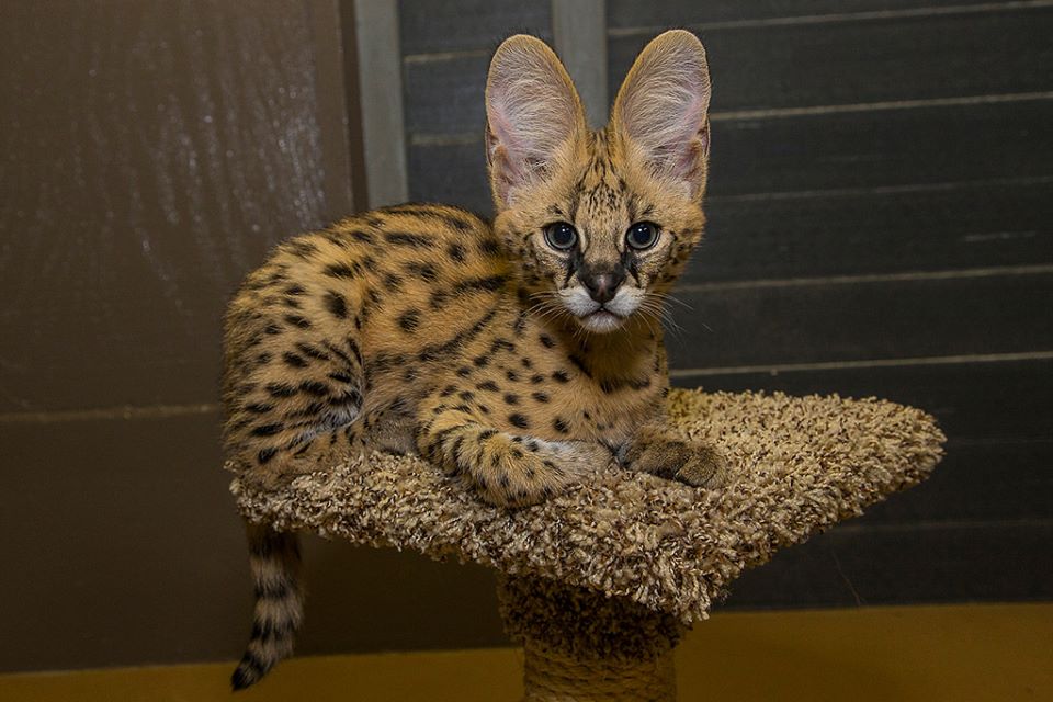 PennySaver serval and caracal kittens for sale in Hartford