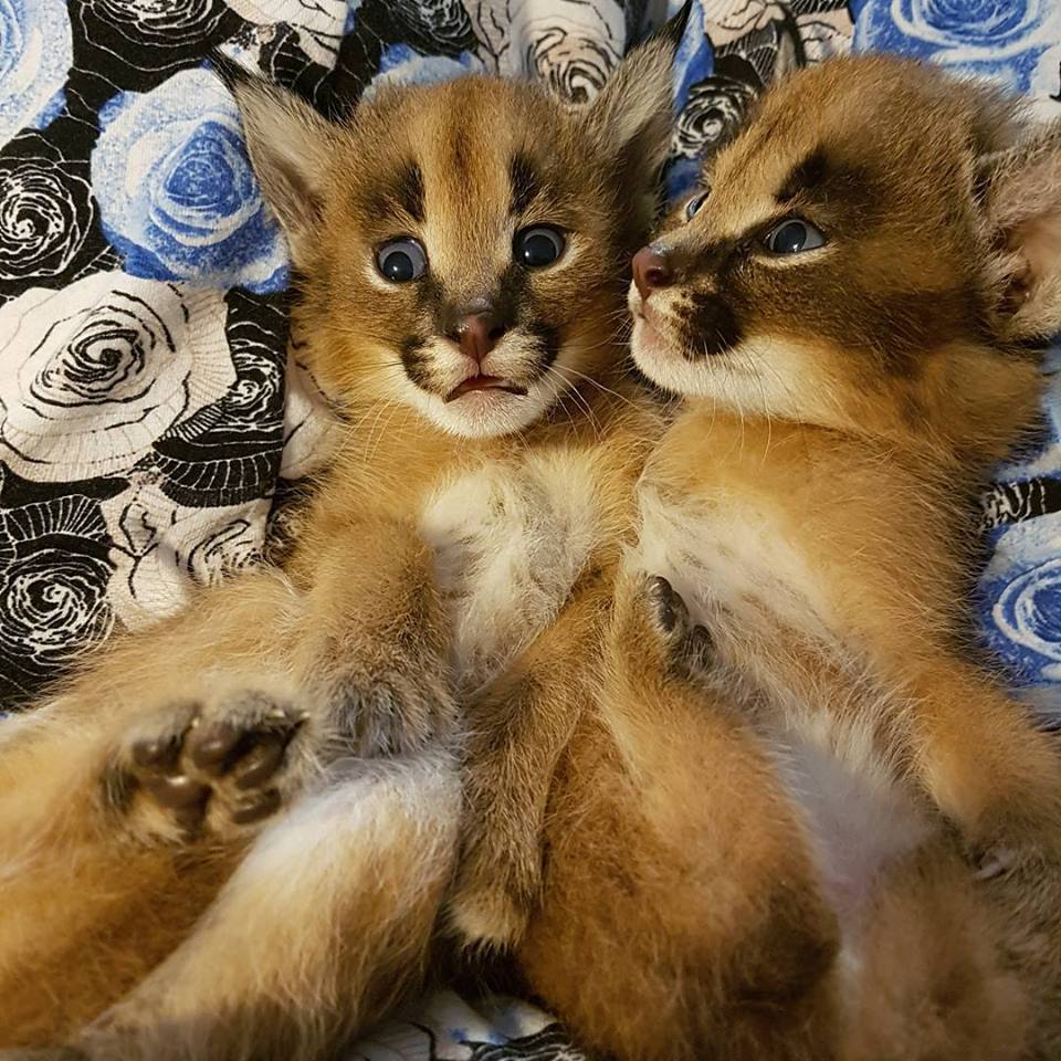 Caracal Cats For Sale In Usa