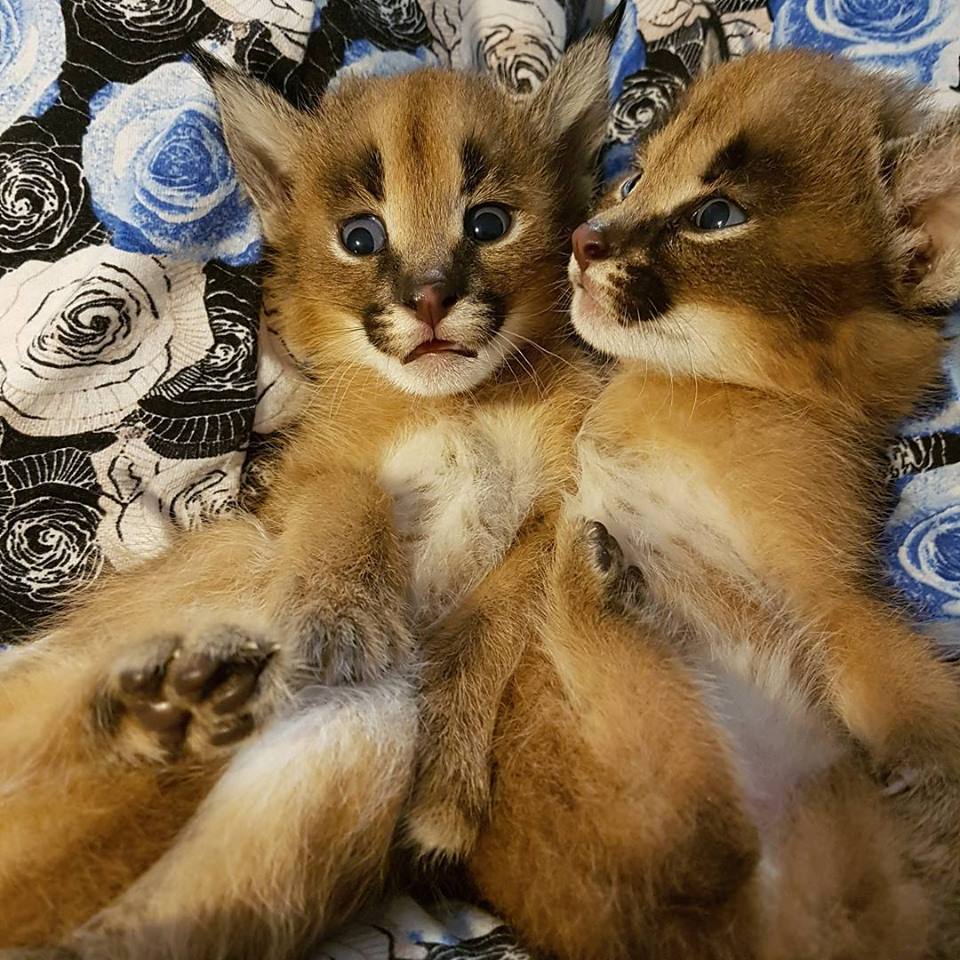 Pennysaver Serval And Caracal Kittens For Sale In Hartford