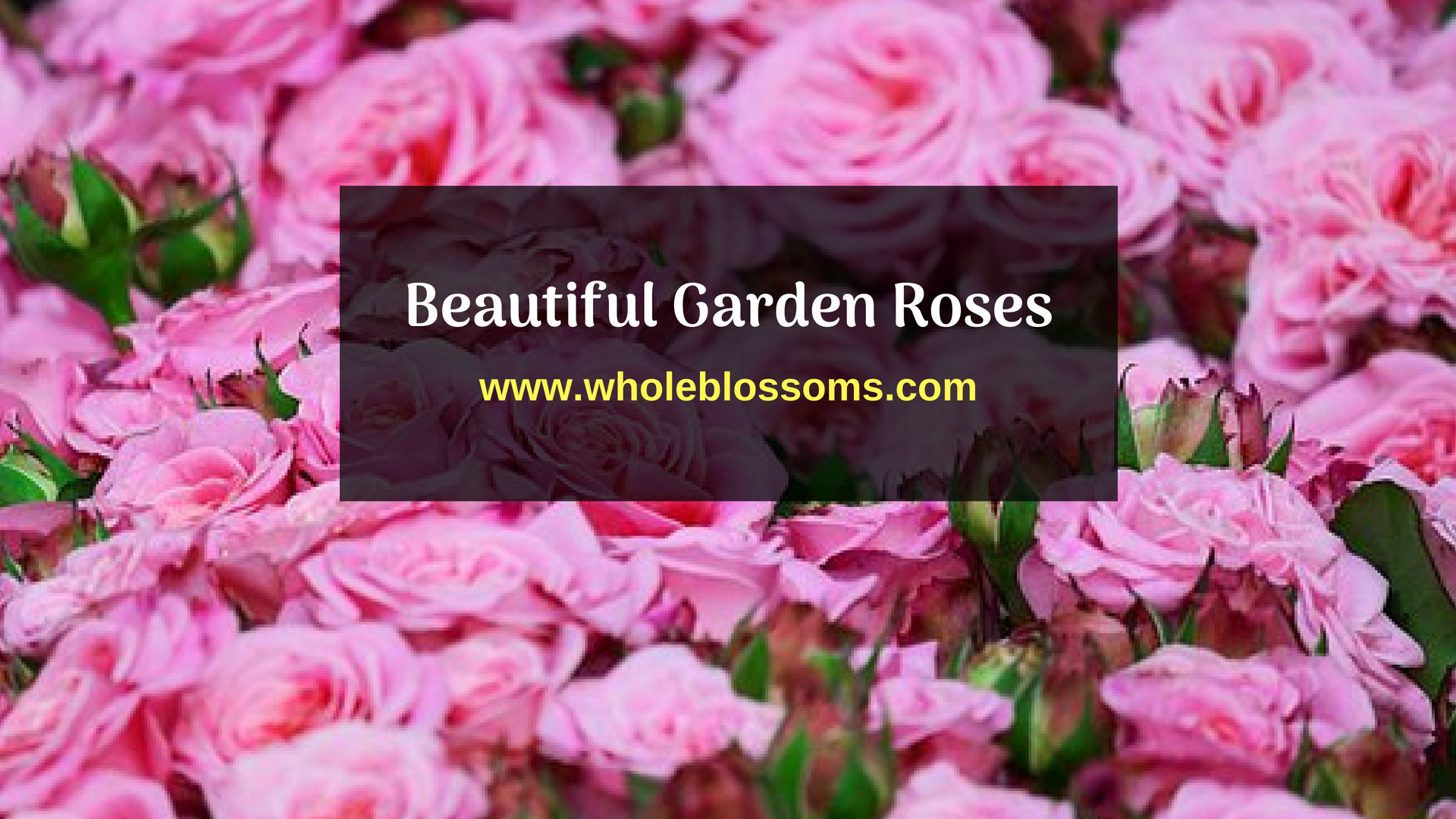 Order Wholesale Garden Roses