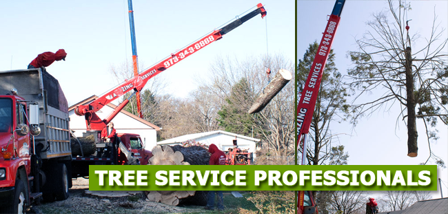 Tree Removal West Caldwell, NJ – Amazing Tree Services