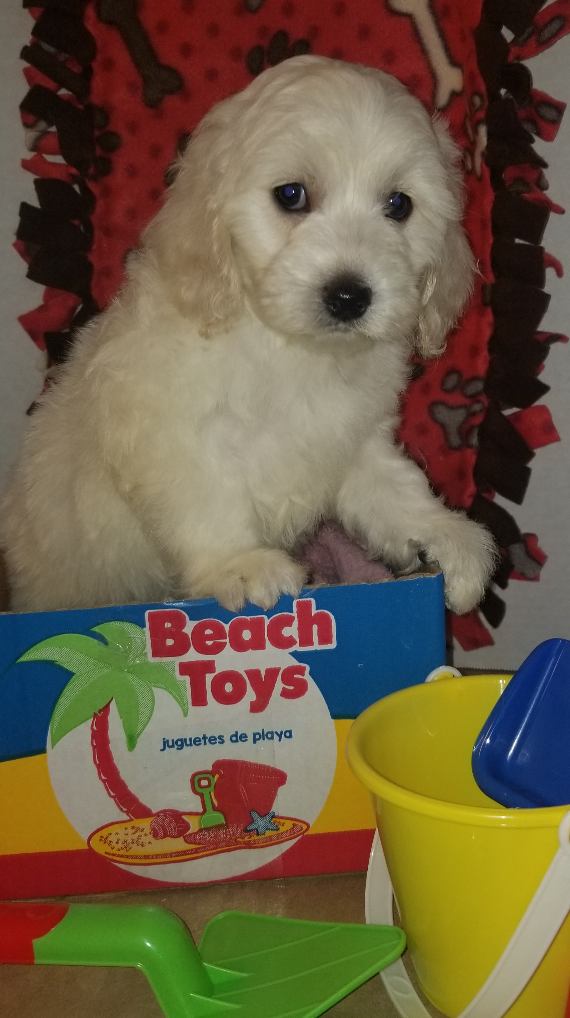 Pennysaver Sweet Family Raised Cockapoo Puppies In Morgan Utah Usa