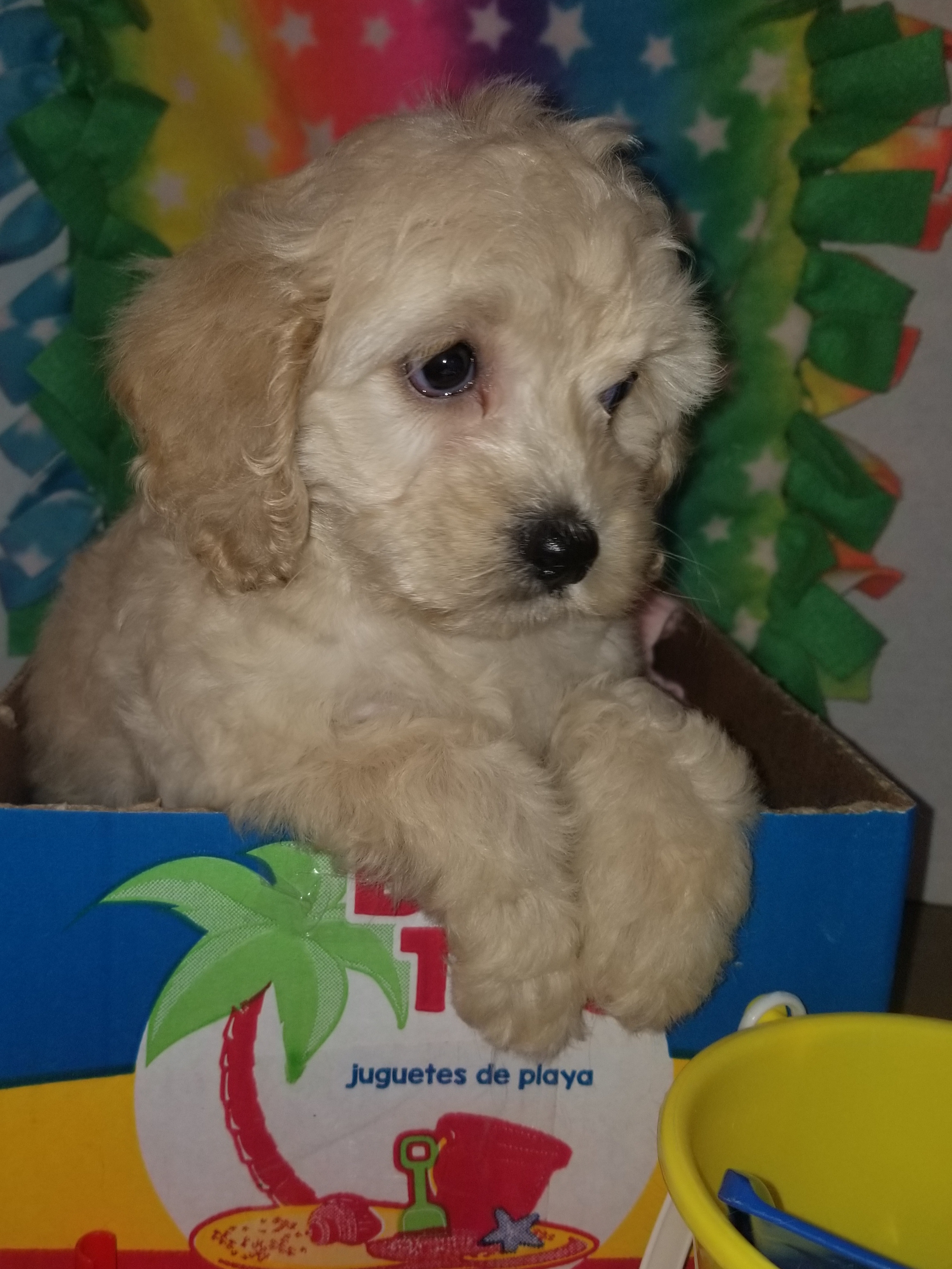 Pennysaver Sweet Family Raised Cockapoo Puppies In Morgan Utah Usa