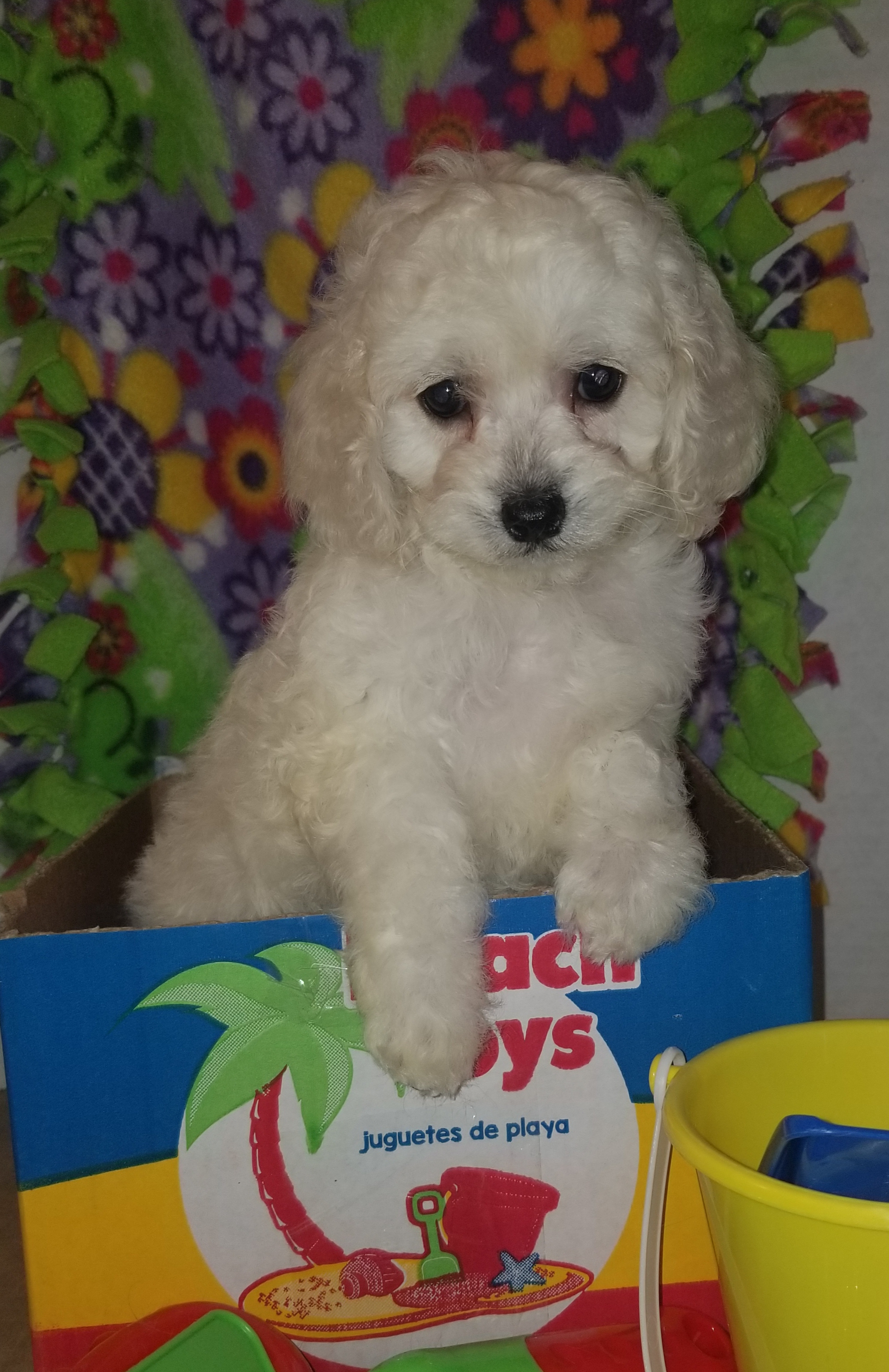 Pennysaver Sweet Family Raised Cockapoo Puppies In Morgan Utah Usa