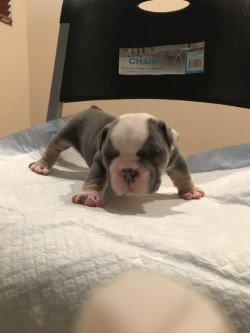 AKC micro/mini English bulldogs