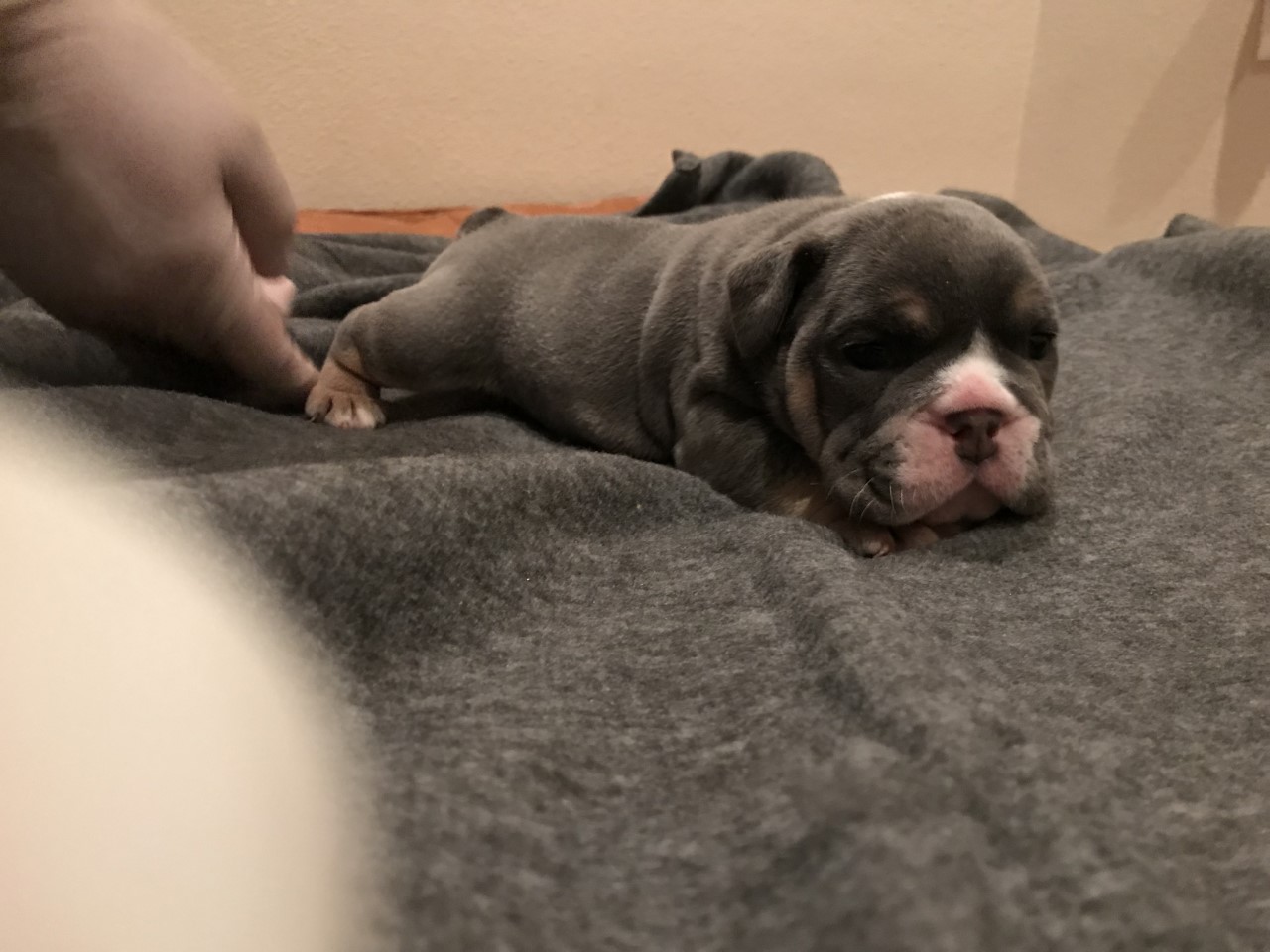 AKC micro/mini English bulldogs