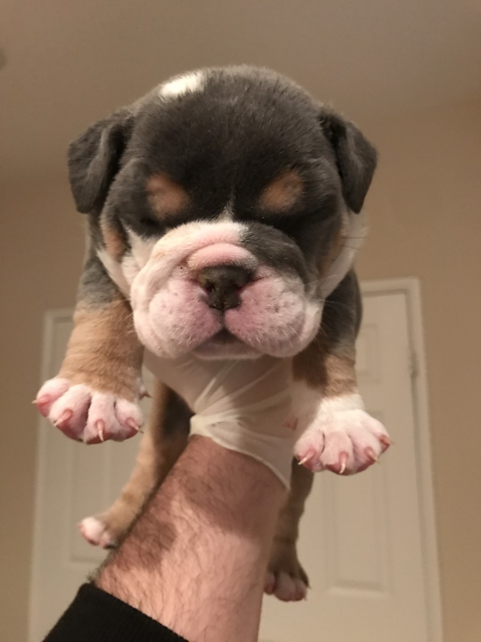 AKC micro/mini English bulldogs