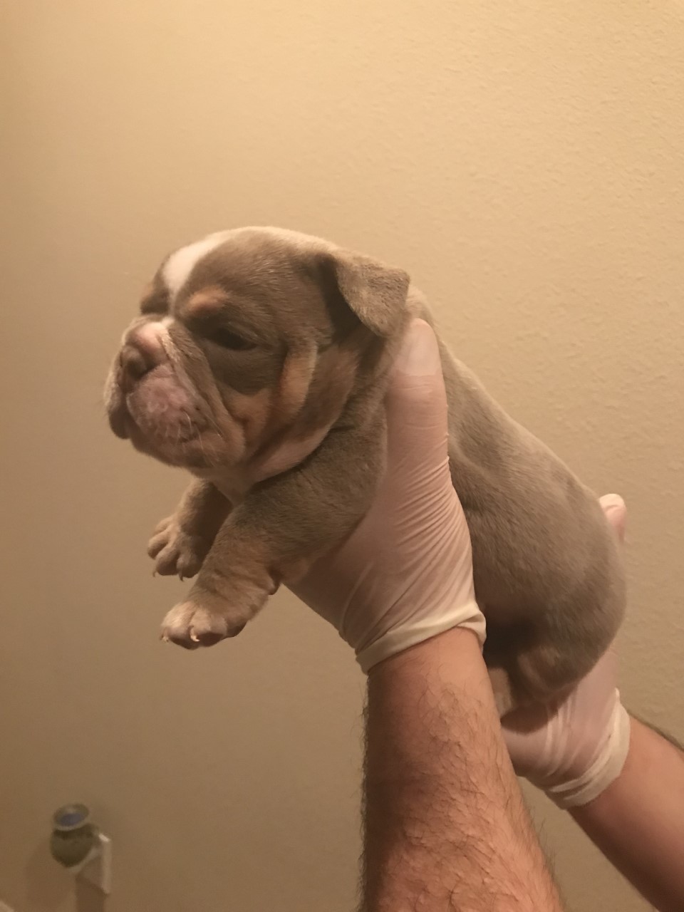 AKC micro/mini English bulldogs