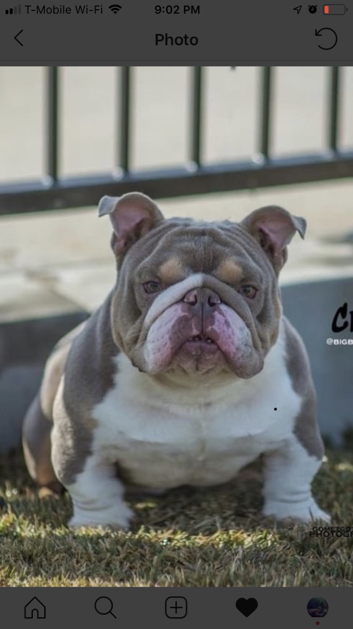 AKC micro/mini English bulldogs