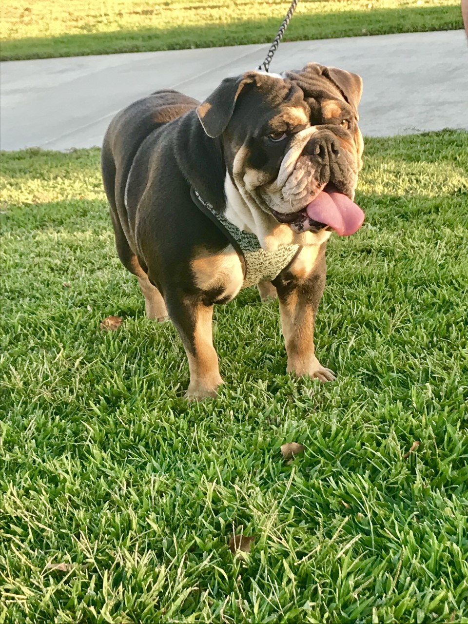 micro english bulldog