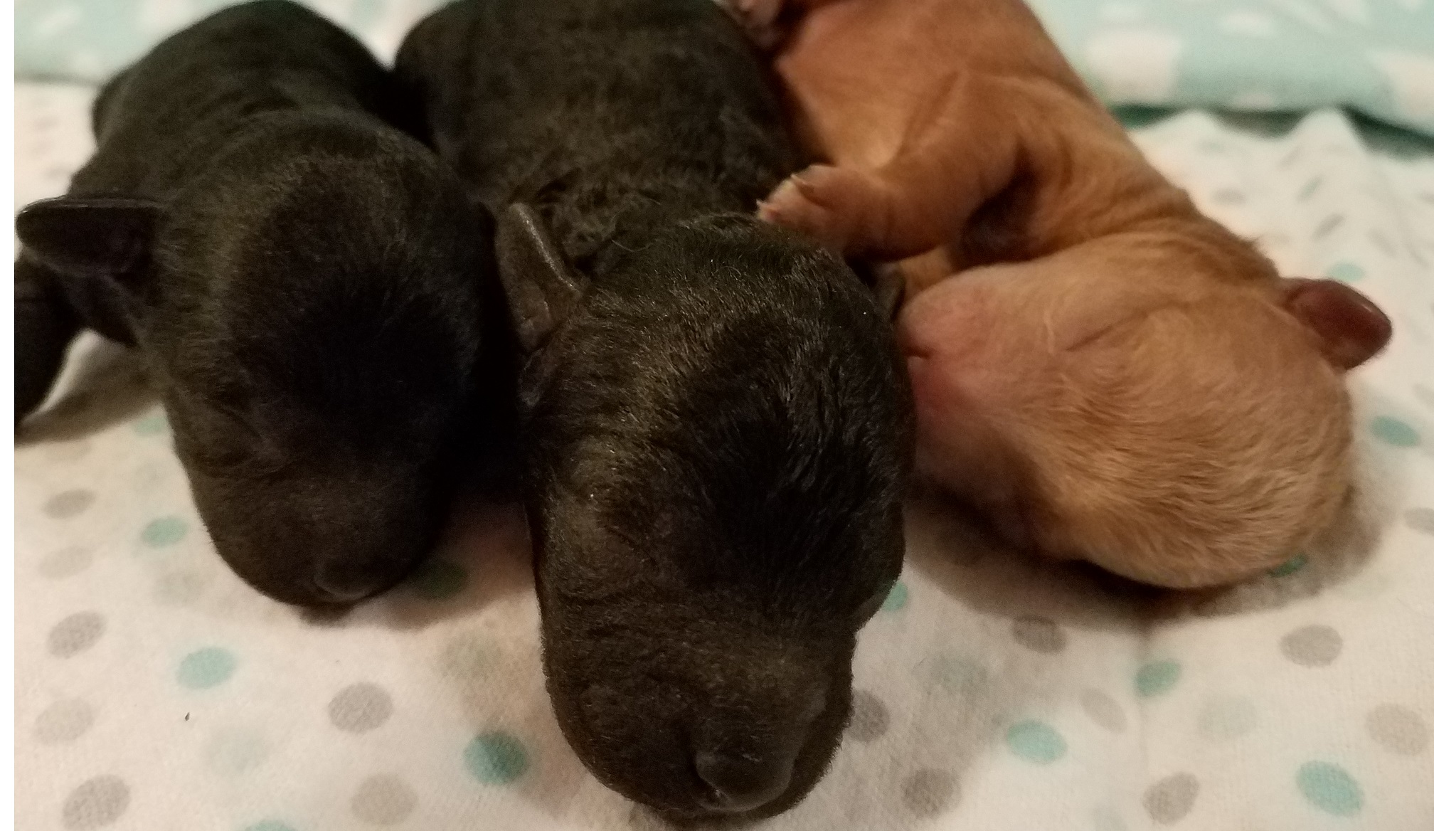 Pennysaver Toy Poodle Puppies For Sale In Virginia In Louisa