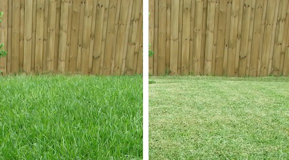 Yard clean up cheap prices