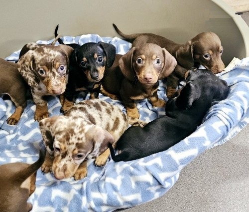 Miniature Dachshund Puppies Available