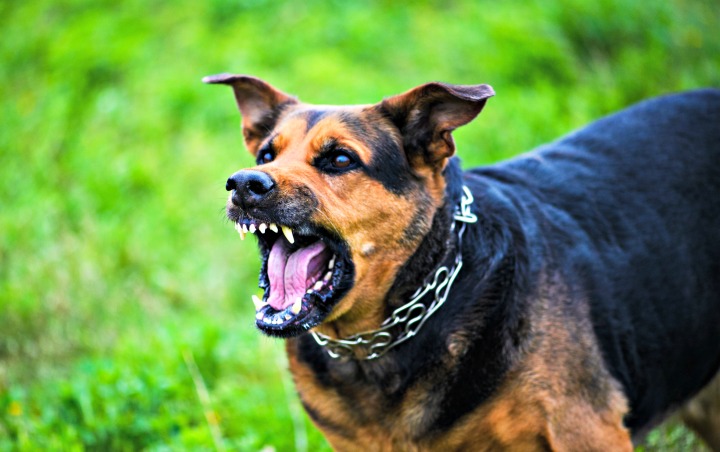 Dog Bite Injury Attorney Fresno