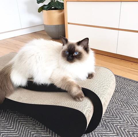 Cat Scratchers Sydney - dnclifestyle.com.au