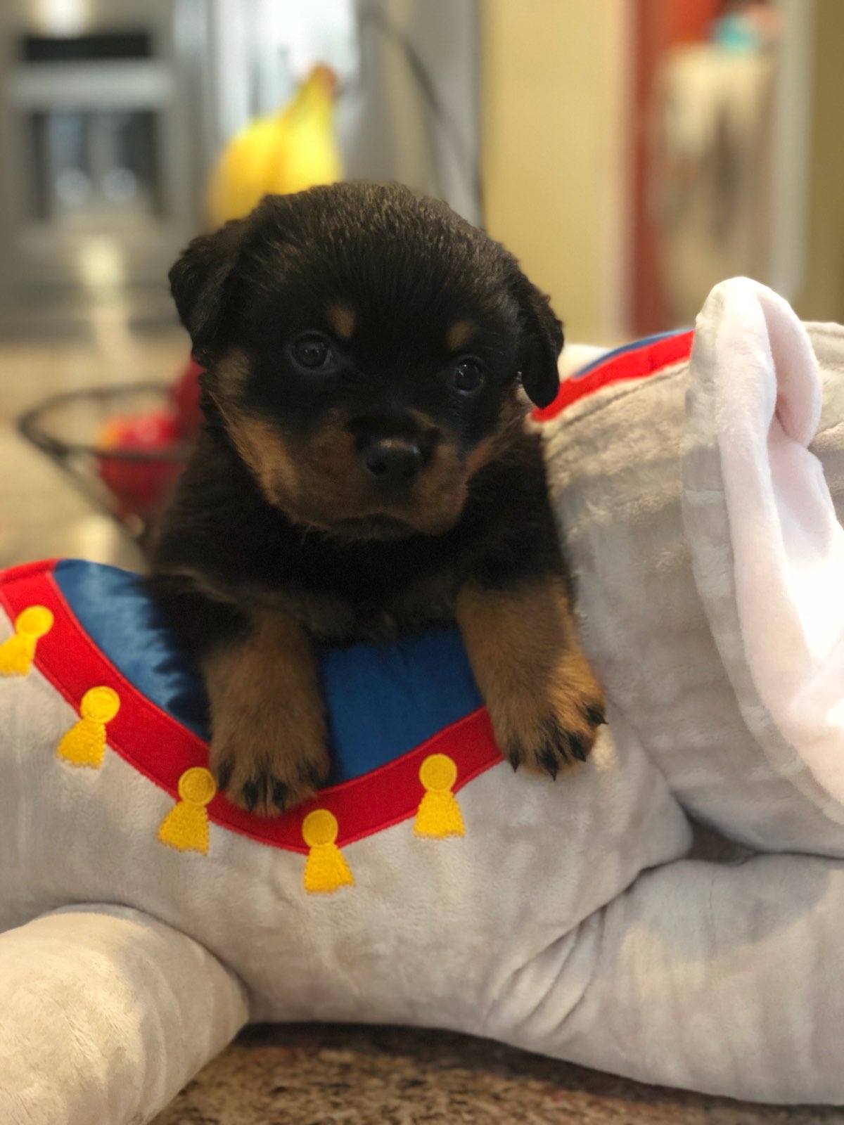 PennySaver | AKC German Rottweiler Puppies in Riverside ...