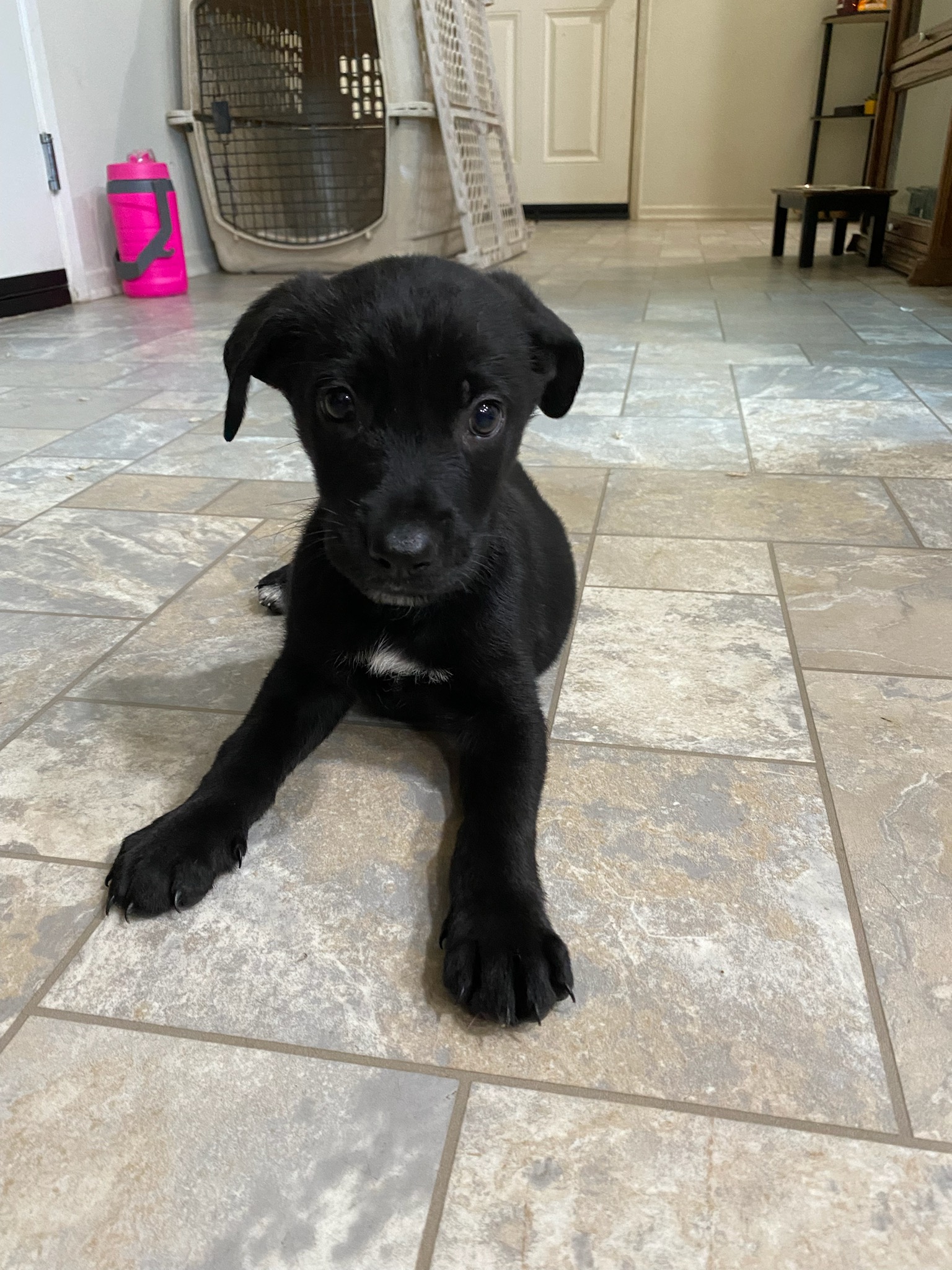Shepador Puppies