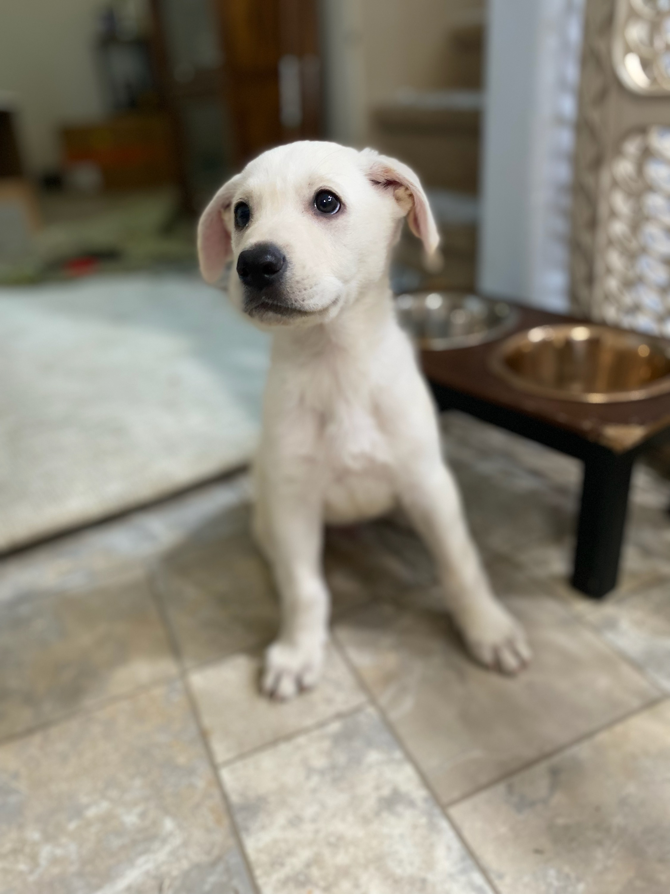 Shepador Puppies